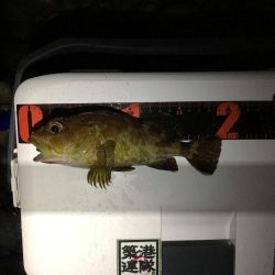 泉南アジ、メバル