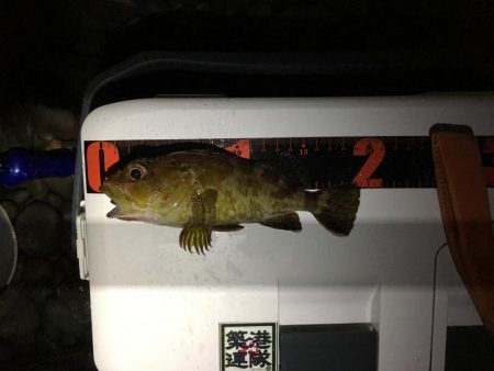 泉南アジ、メバル