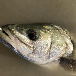 ブリブリのシーバス!