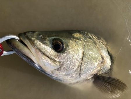 ブリブリのシーバス!