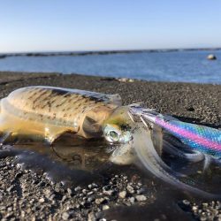 アオリイカ 神奈川 葉山一色堤防 トンビ磯 エギング アオリイカ 陸っぱり 釣り 魚釣り 釣果情報サイト カンパリ