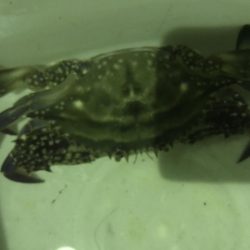 久しぶりのアオリイカ