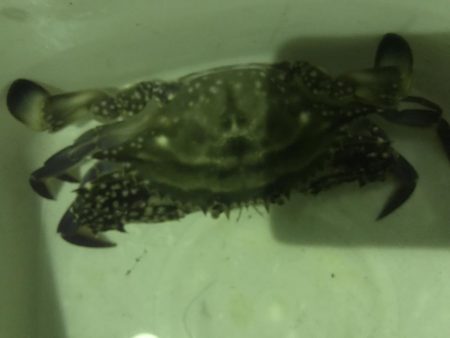 久しぶりのアオリイカ