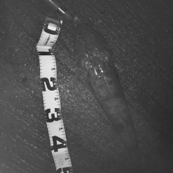 トホホなメッキと嬉しいおまけ