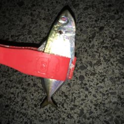 タチウオワインド＆アジング