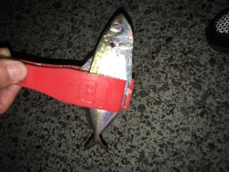 タチウオワインド＆アジング