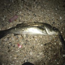 タチウオ釣りの後シーバス狙いに