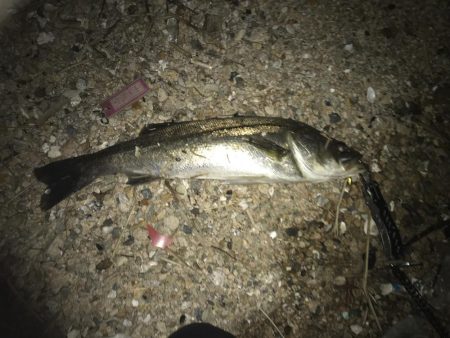 タチウオ釣りの後シーバス狙いに