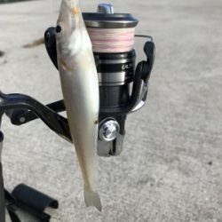 キス釣り