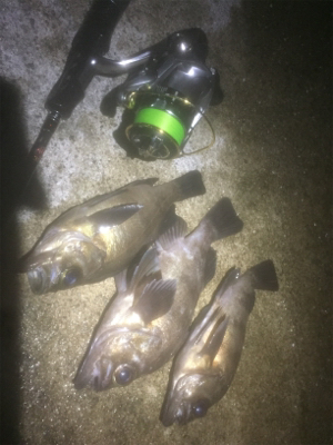 タチウオ＆メバリング