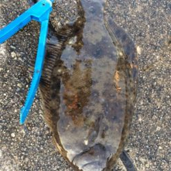 食欲旺盛なカレイ