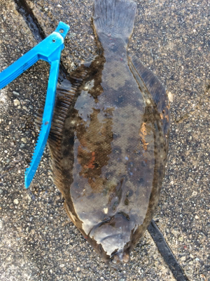 食欲旺盛なカレイ