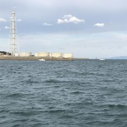 アオリイカメジロ太刀魚色々狙ってみるも