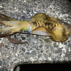 満月大潮なので・・・