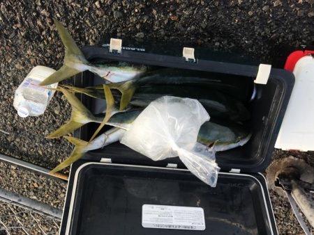 某堤防ノマセクラブメジロ祭り3