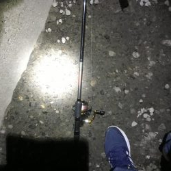 湾奥タチウオ来たよ