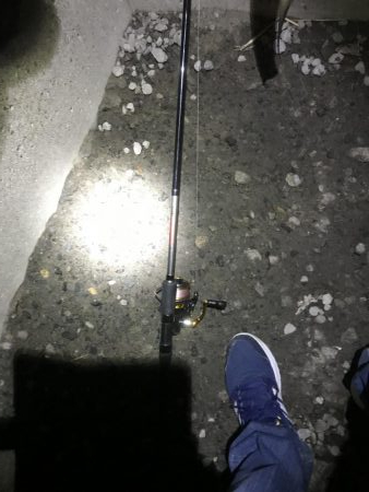 湾奥タチウオ来たよ