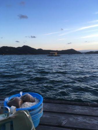 鳴門ウチノ海筏でダンゴ釣り・泳がせ釣り