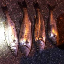 アジングのはずが