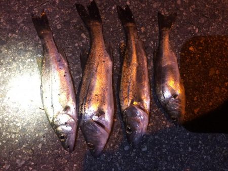 アジングのはずが