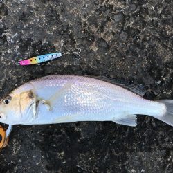 初サゴシ&驚きの魚