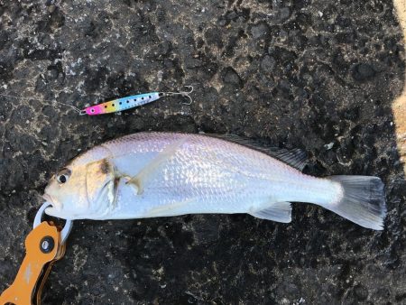 初サゴシ&驚きの魚