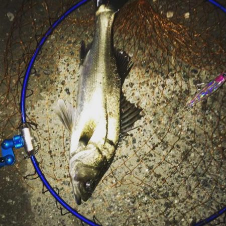 シーバス釣行遠征