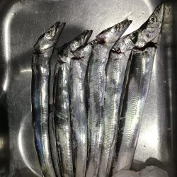 夕マヅメタチウオ