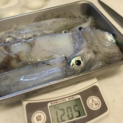 またまた磯にて