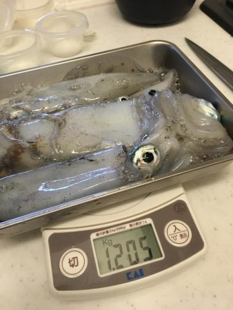 またまた磯にて