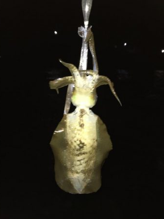 暇なのでちょいとイカ釣り！