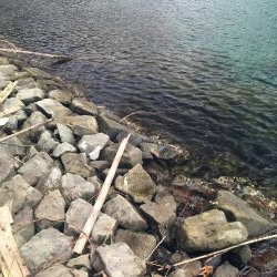 逃げのロックフィッシュ