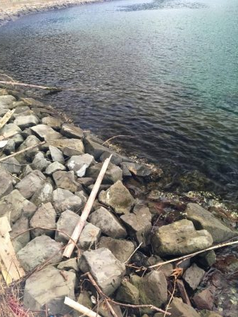 逃げのロックフィッシュ