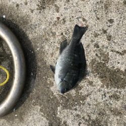 淡路遠征。あじフィーバー