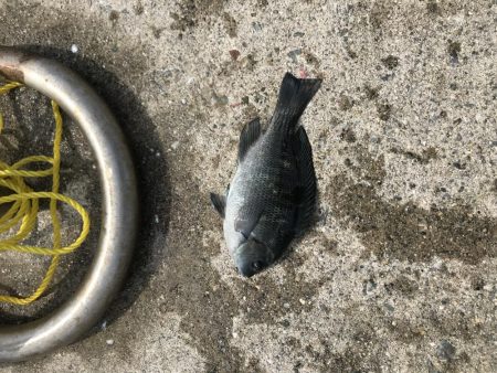 淡路遠征。あじフィーバー