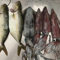 アオリ、ケンサキ、シオ