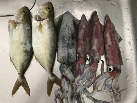 アオリ、ケンサキ、シオ