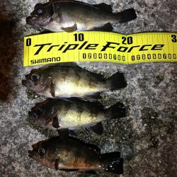 アジング・メバリング