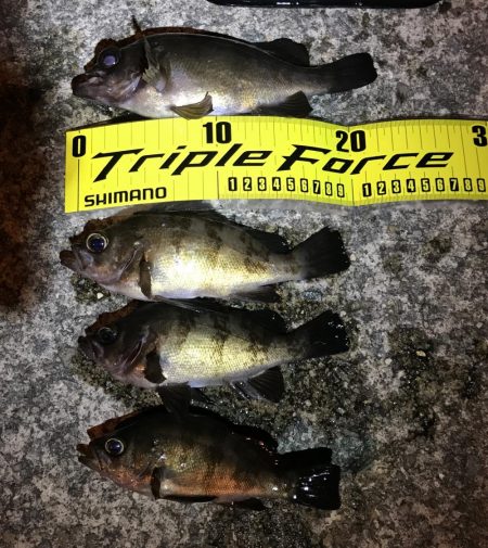 アジング・メバリング