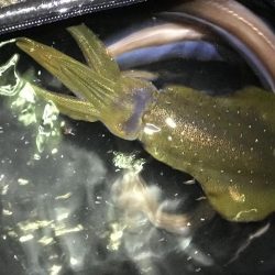 アオリ、アナゴ、小鯛、キス