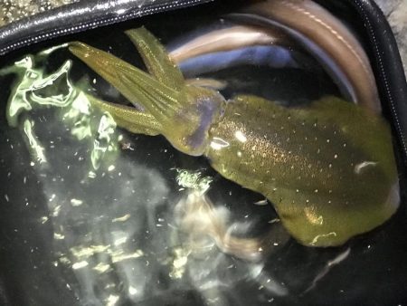 アオリ、アナゴ、小鯛、キス