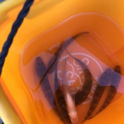 ちょい投げでタコ