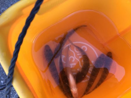 ちょい投げでタコ