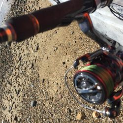 とりあえずガシラ