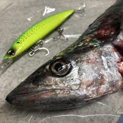 ショアプラッキングおもろ。