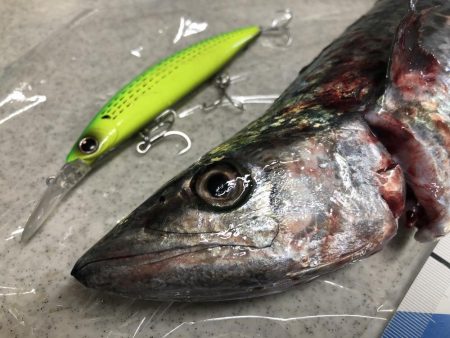 ショアプラッキングおもろ。