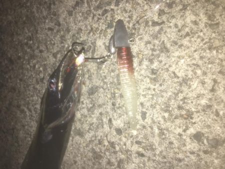 ワガママなタチウオ