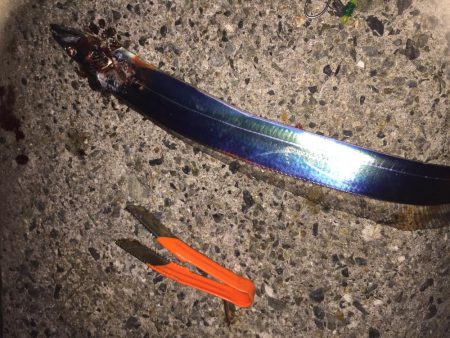 今日もタッチー釣れました。