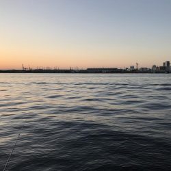 タチウオ高活性。