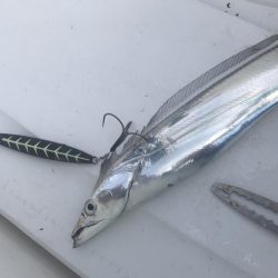 タチウオジギング